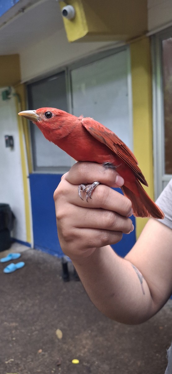 Summer Tanager - ML645410959