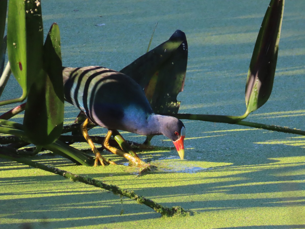 Малая султанка - ML645410961