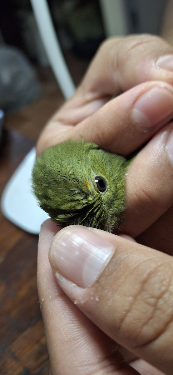 Red-capped Manakin - ML645410983
