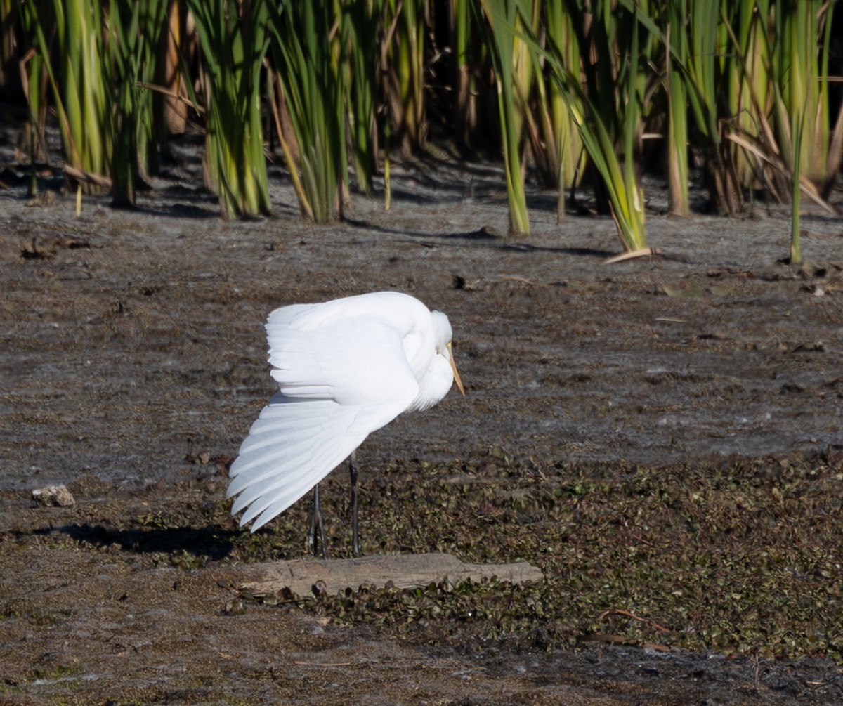 Koartza zuria - ML645410989