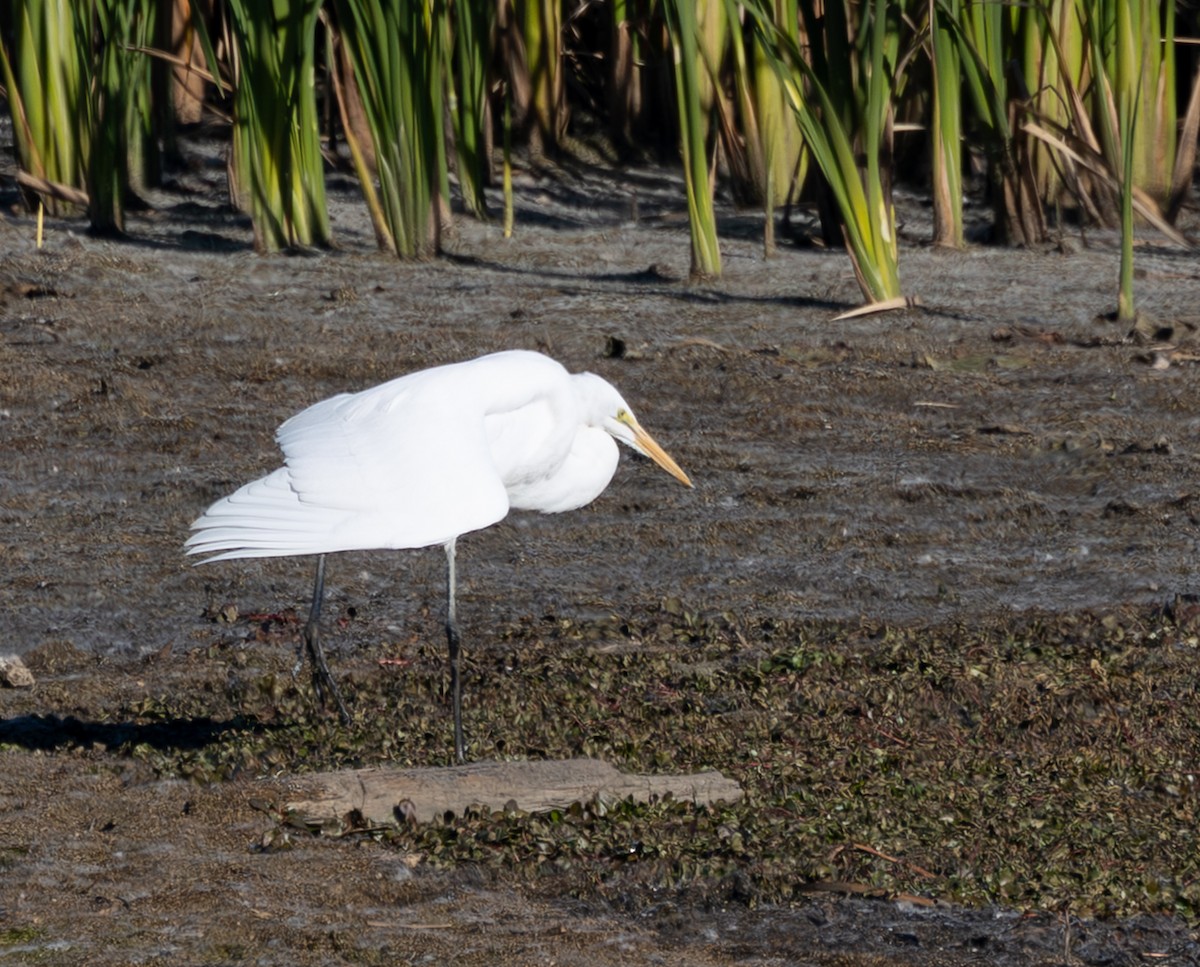 Koartza zuria - ML645410990