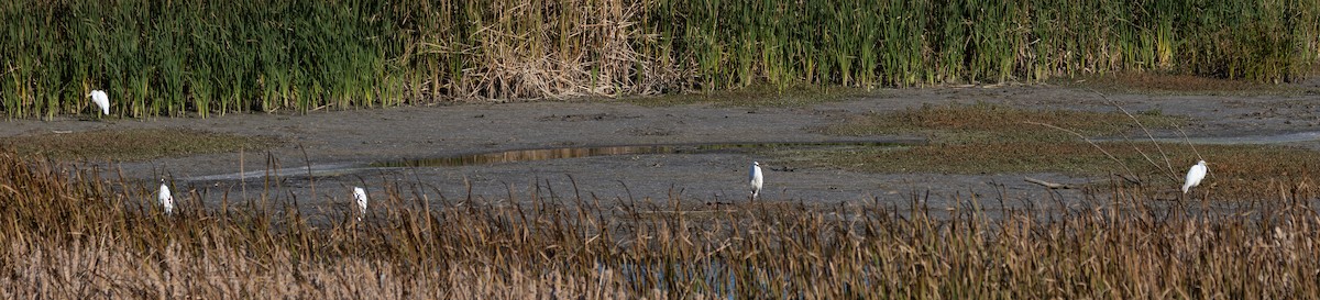 Koartza zuria - ML645410991