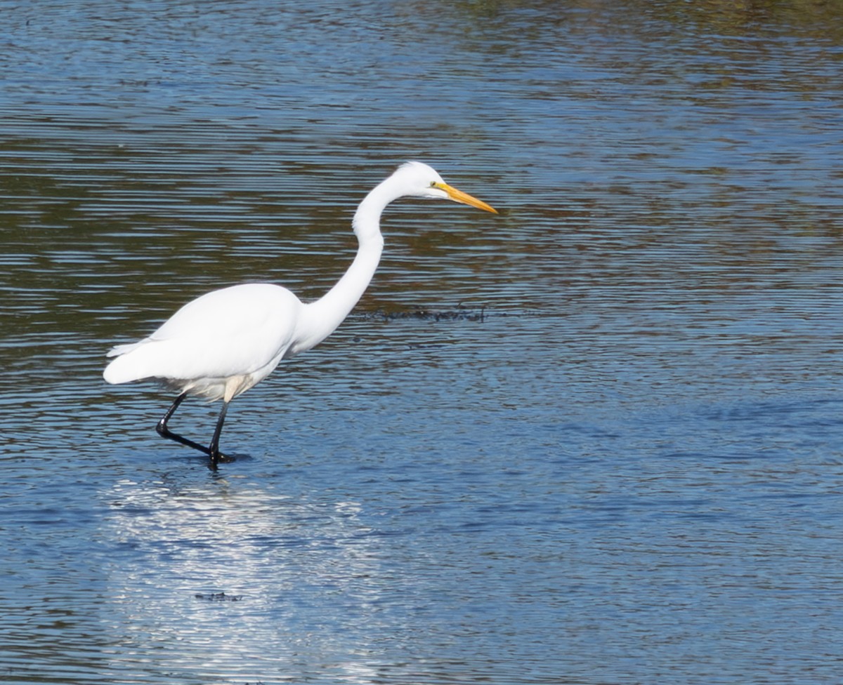 Koartza zuria - ML645410992