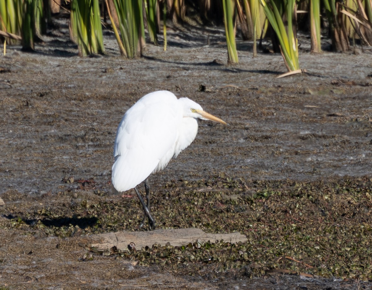 Koartza zuria - ML645410993