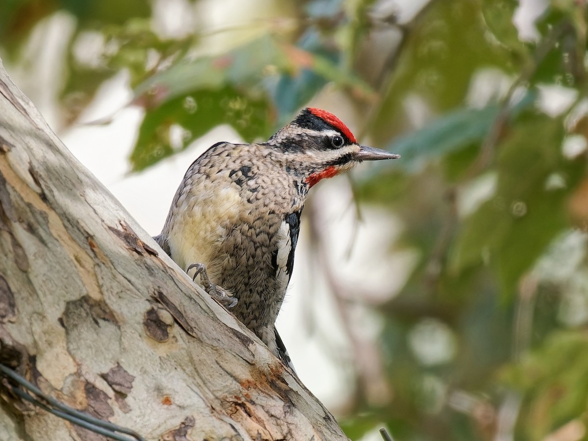 Red-naped Sapsucker - ML645411001