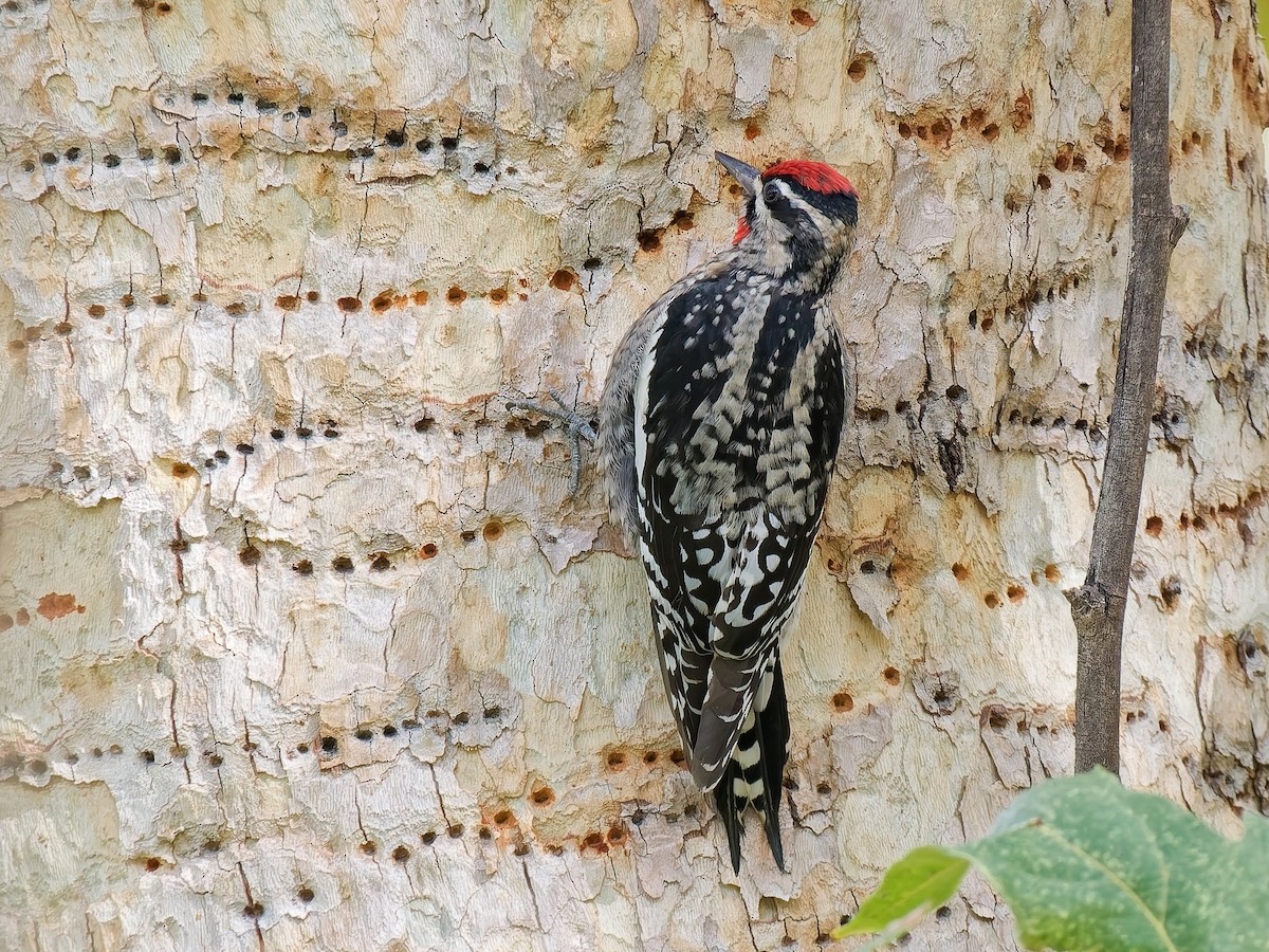 Red-naped Sapsucker - ML645411002