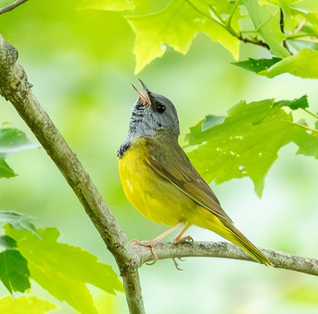 Mourning Warbler - ML645411005
