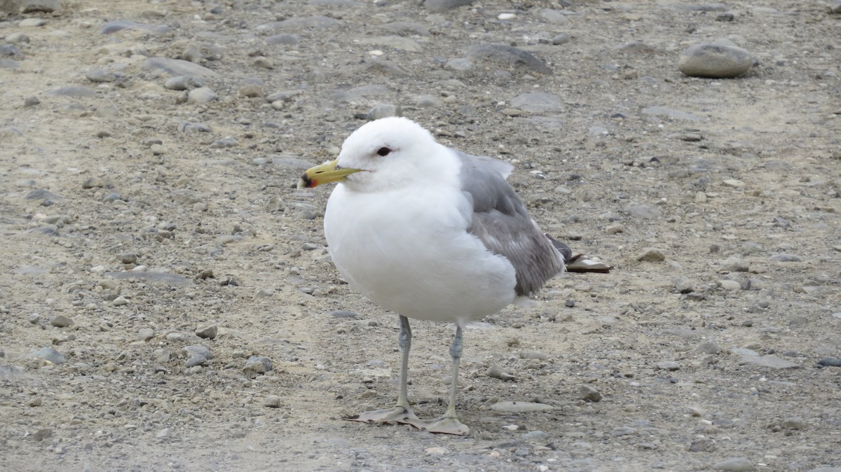 California Gull - Tommy Goodwin