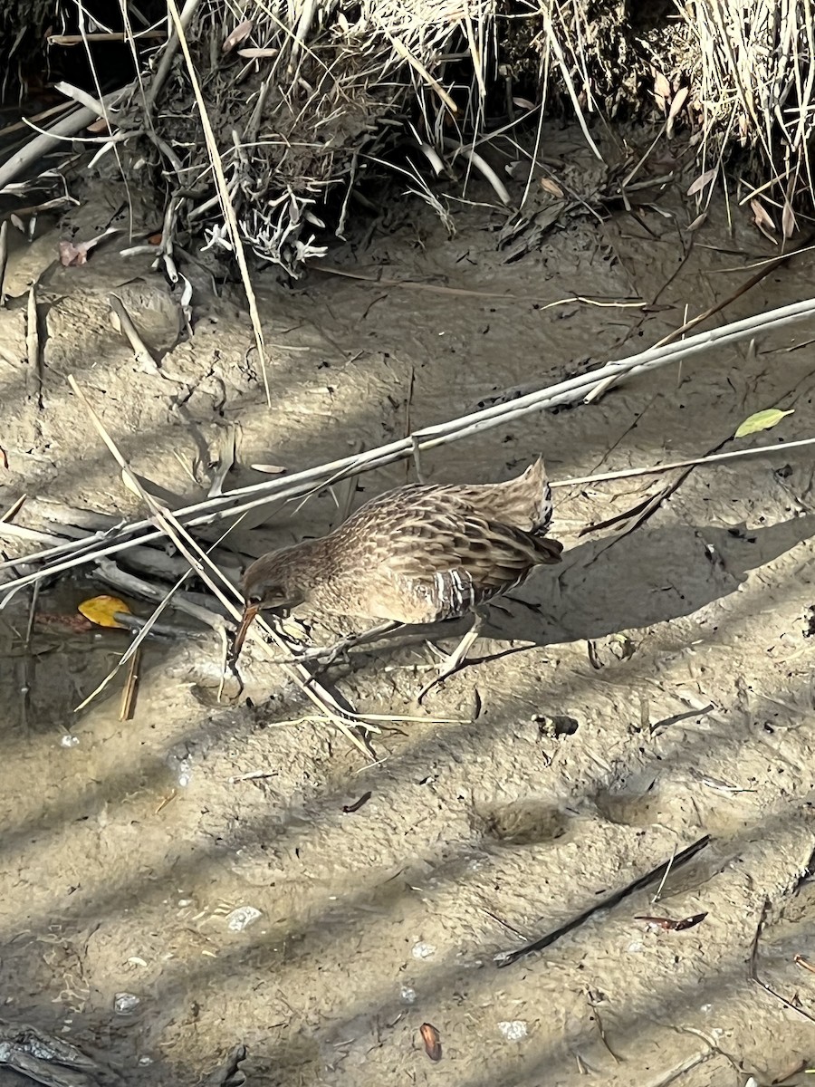 ヒガシオニクイナ - ML645411016