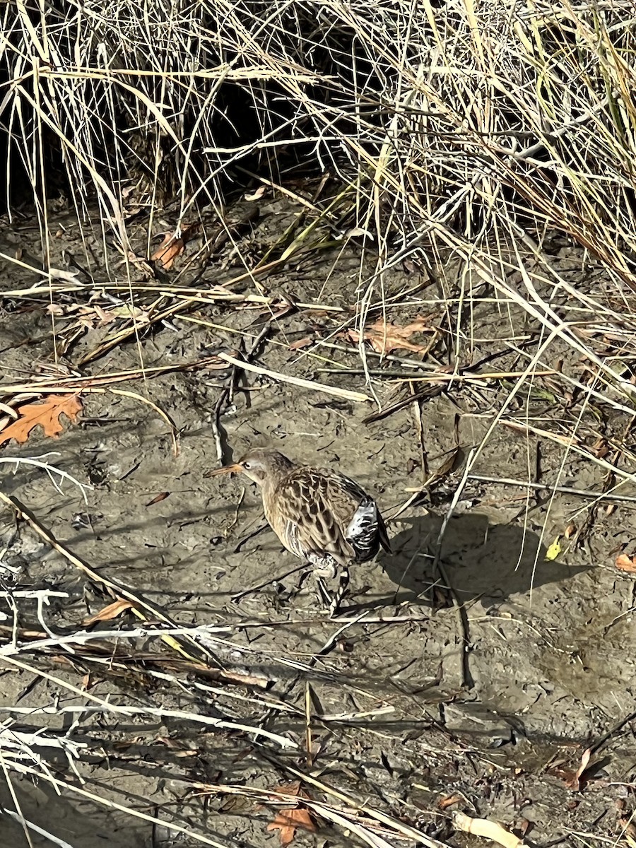 ヒガシオニクイナ - ML645411017