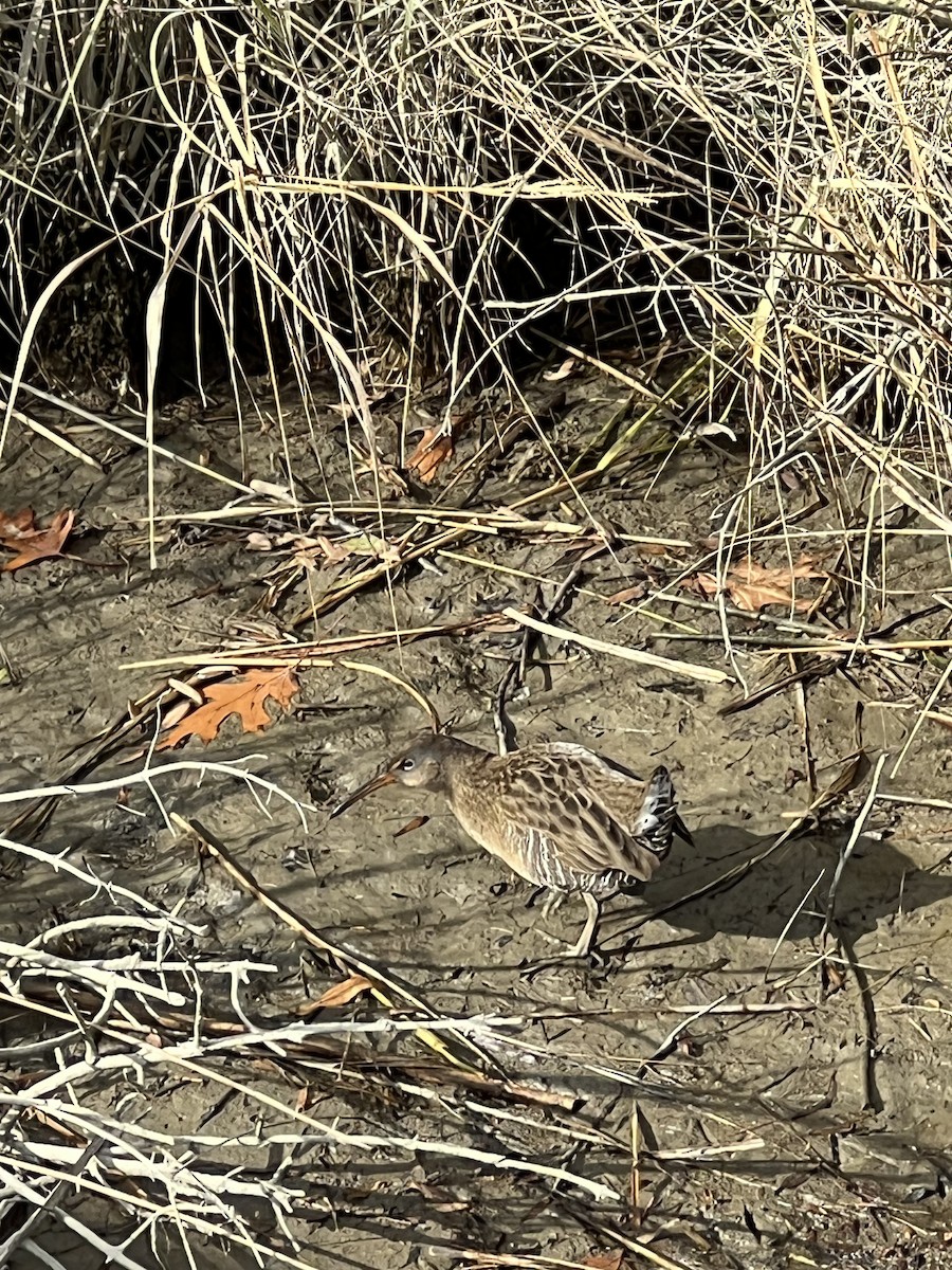 ヒガシオニクイナ - ML645411018