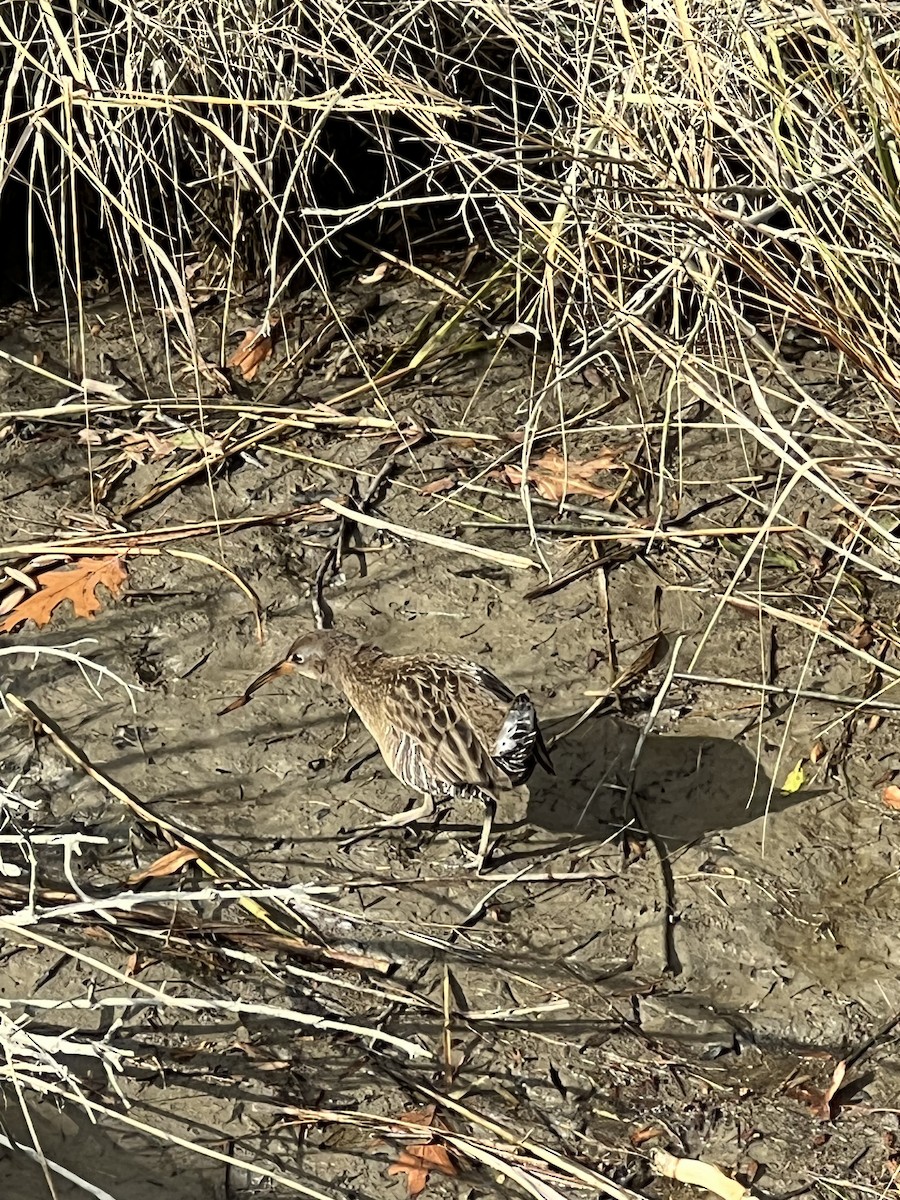 ヒガシオニクイナ - ML645411020