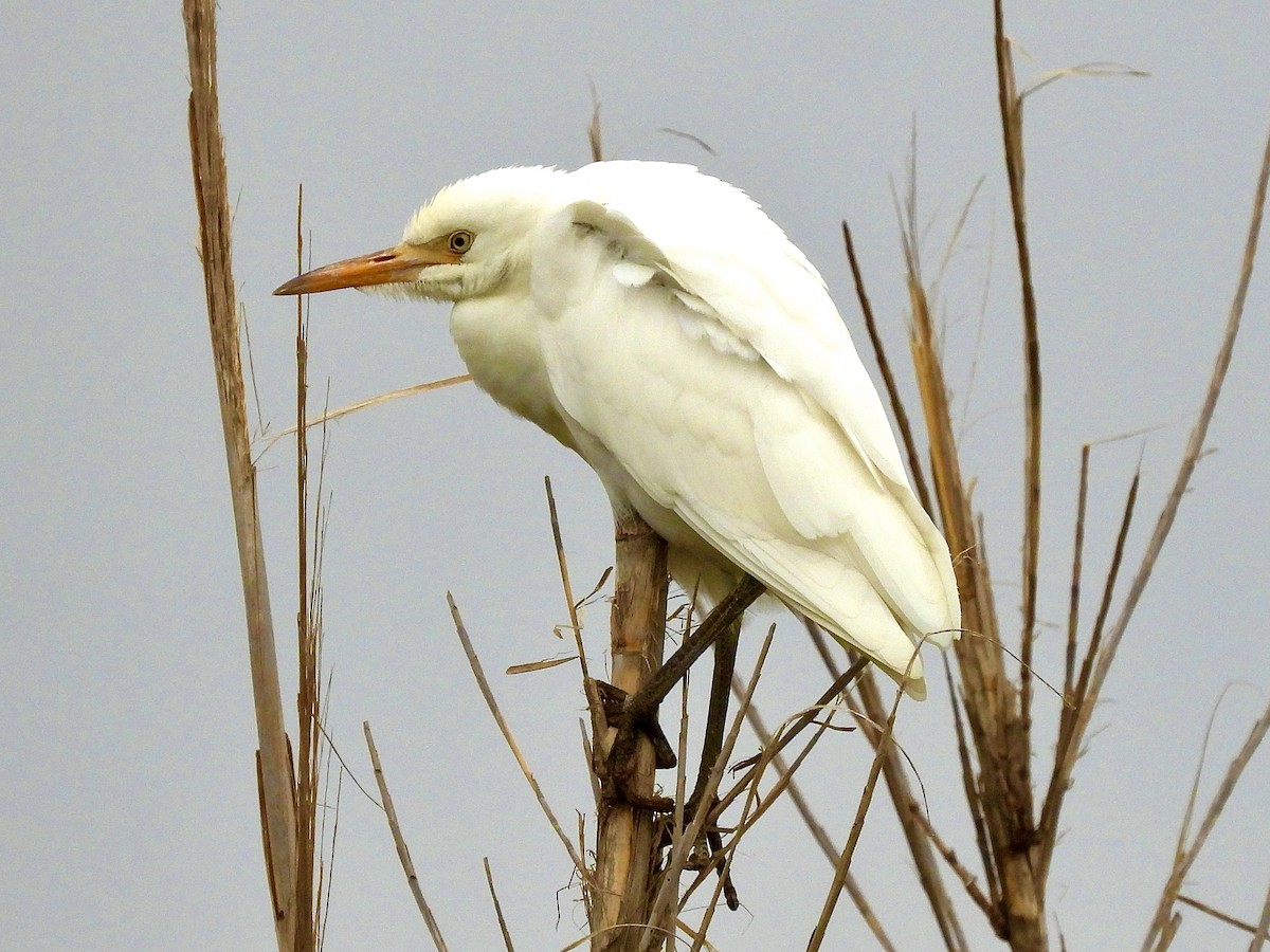 Western Cattle-Egret - ML645411032