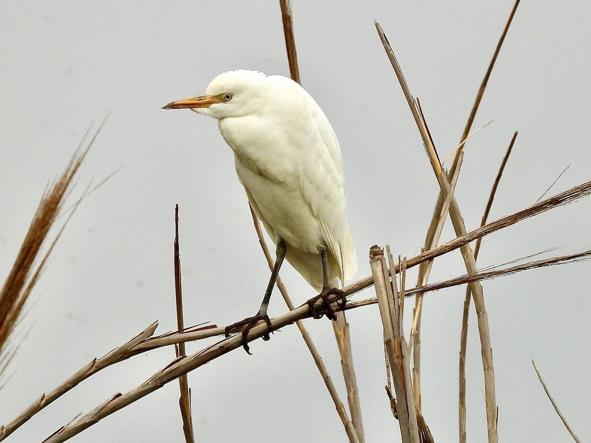 Western Cattle-Egret - ML645411033