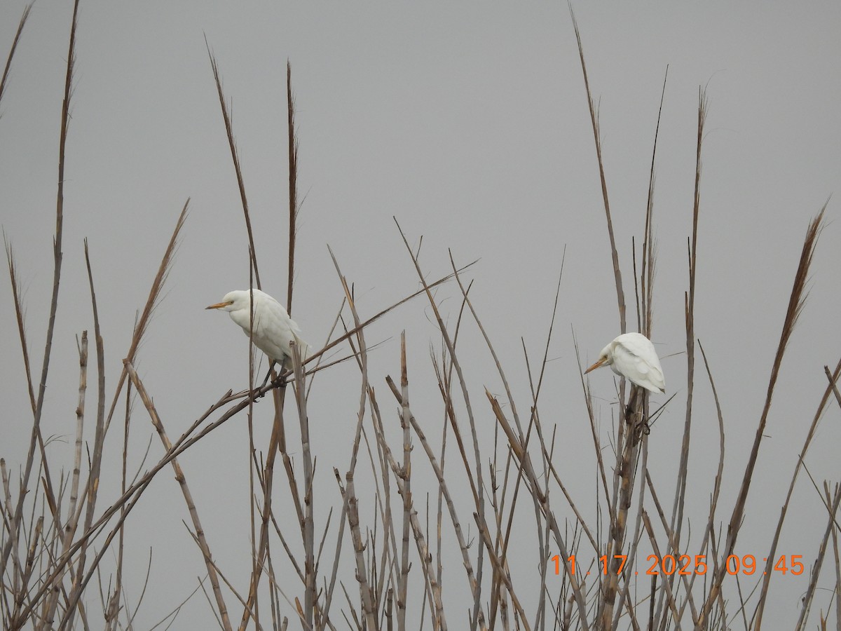 Western Cattle-Egret - ML645411034