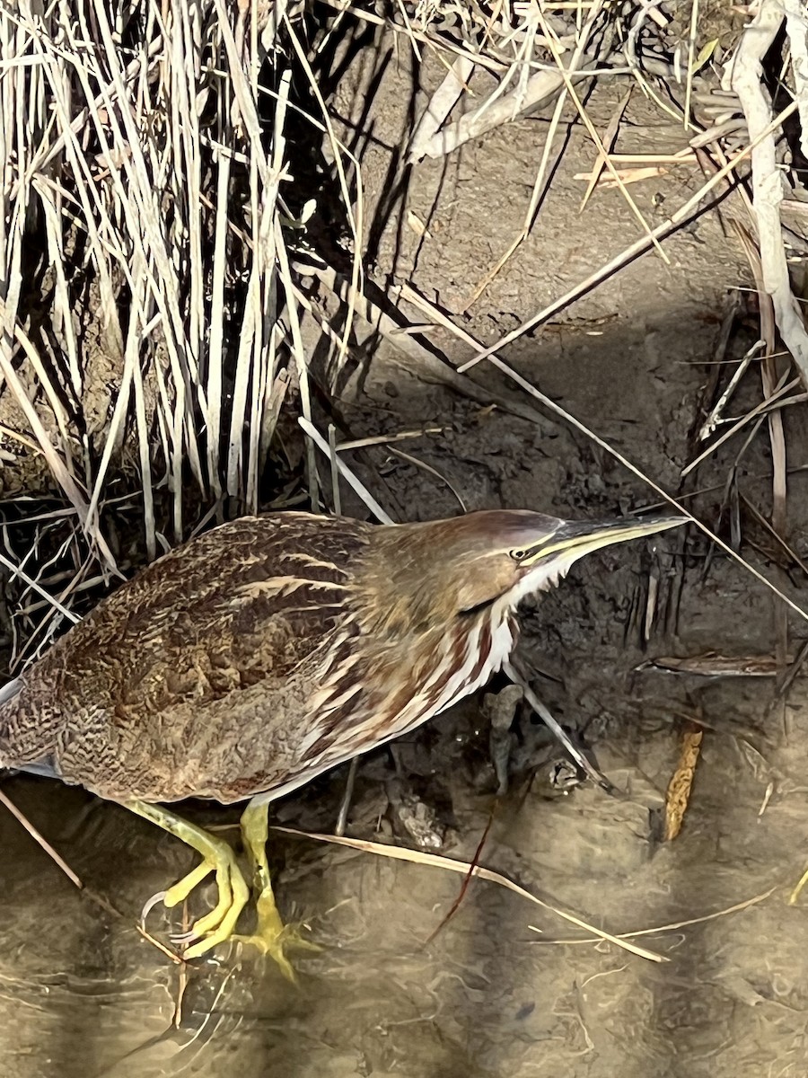 アメリカサンカノゴイ - ML645411035