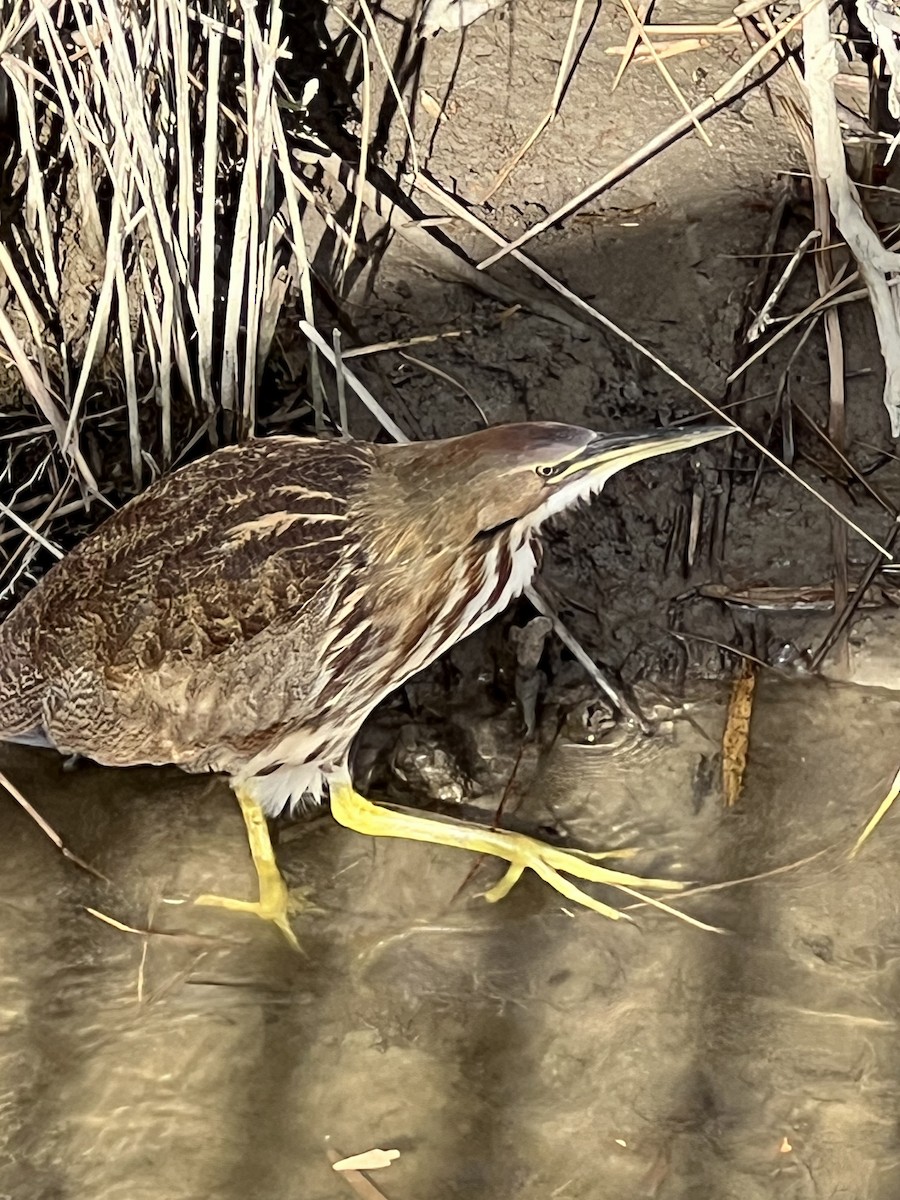 アメリカサンカノゴイ - ML645411036