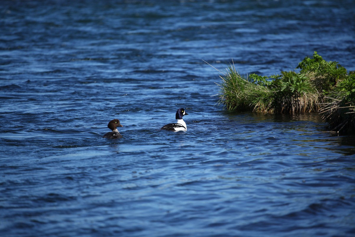 Murgilari islandiarra - ML645411037