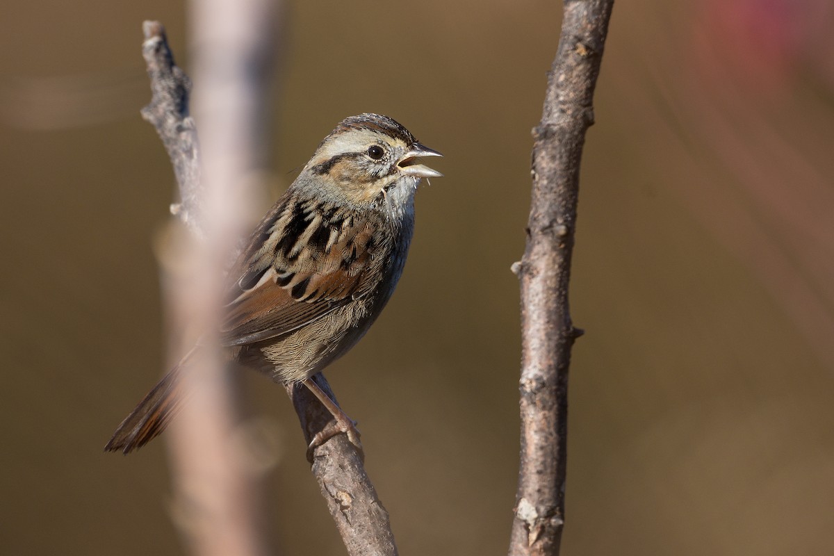 Bruant des marais - ML645411056
