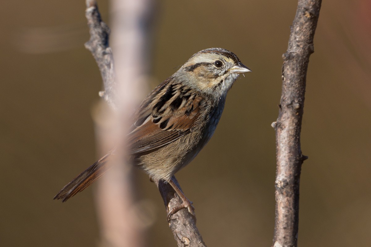 Bruant des marais - ML645411057