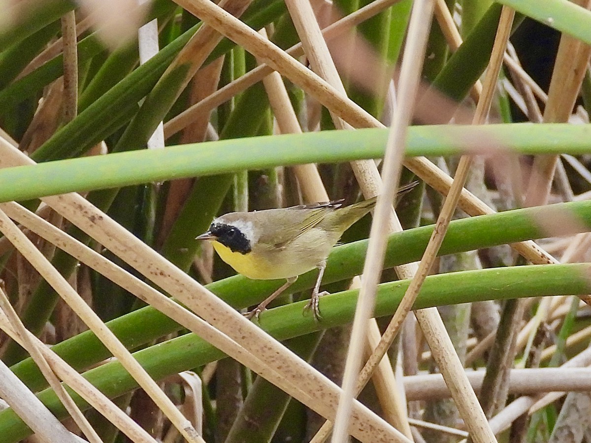 Common Yellowthroat - ML645411069