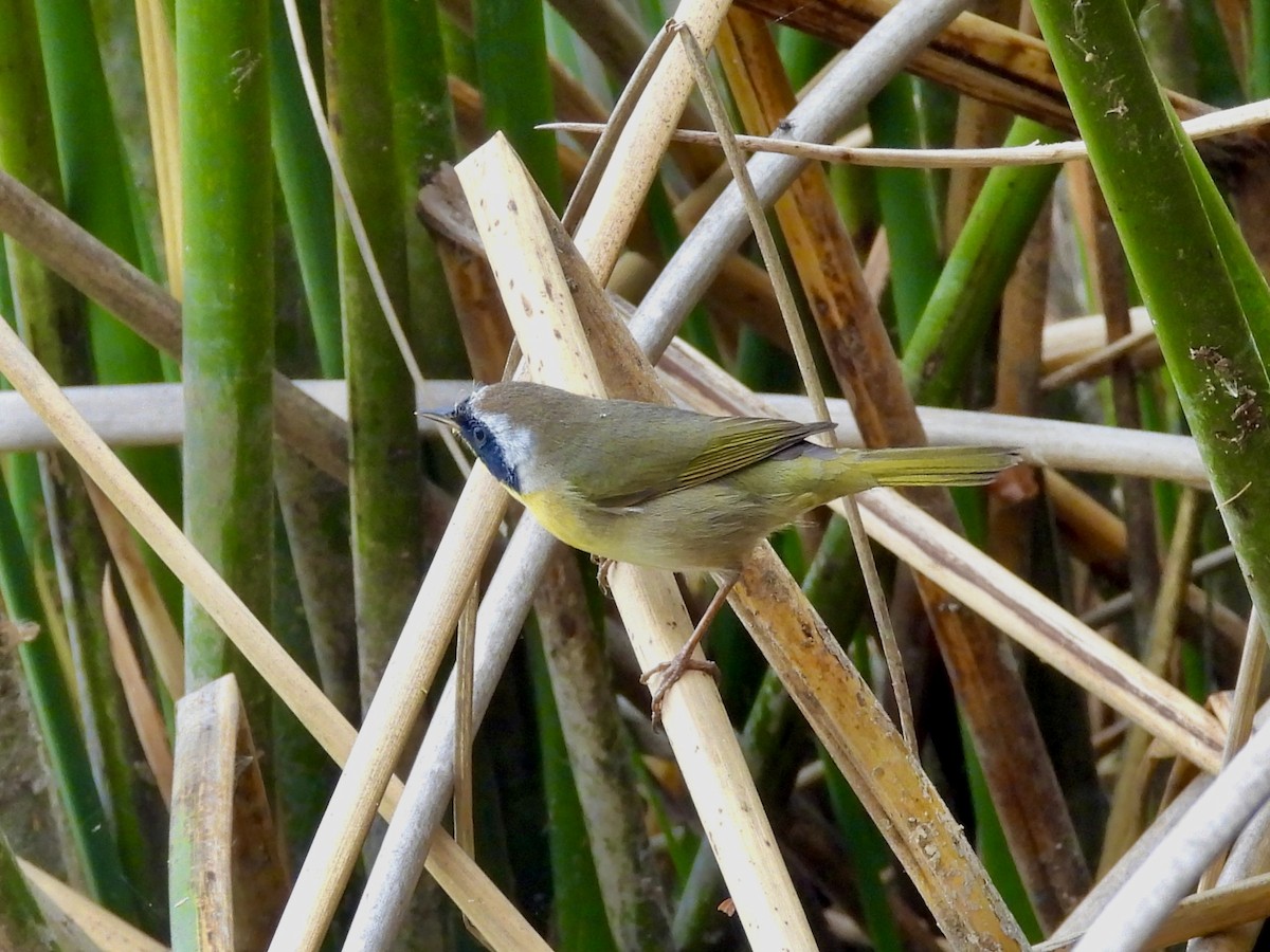 Common Yellowthroat - ML645411070