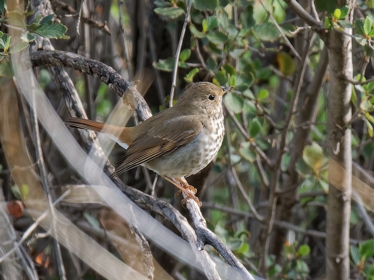 Дрізд-короткодзьоб плямистоволий - ML645411071