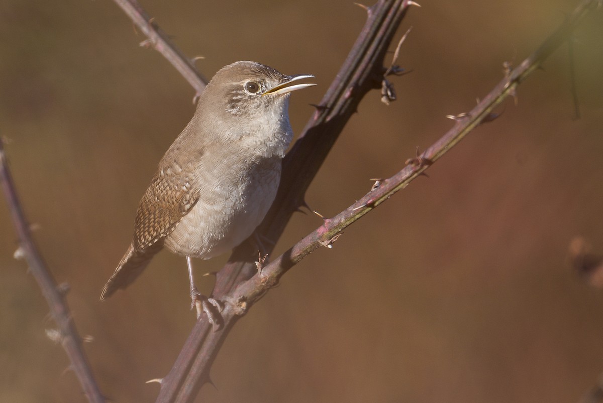 Northern House Wren - ML645411078