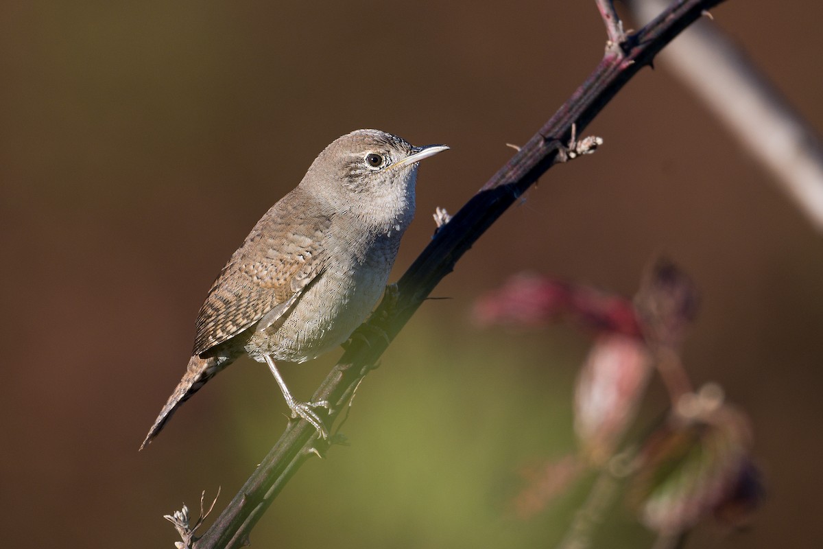 Northern House Wren - ML645411079