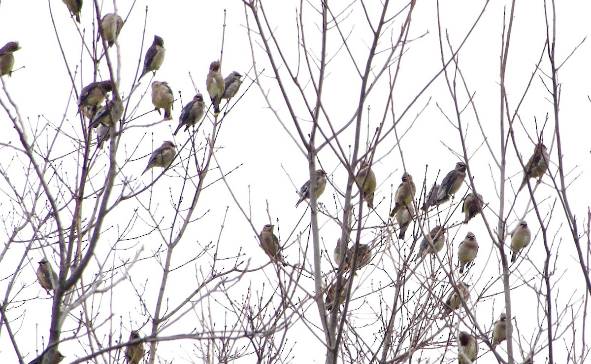 brkoslav americký - ML645411088