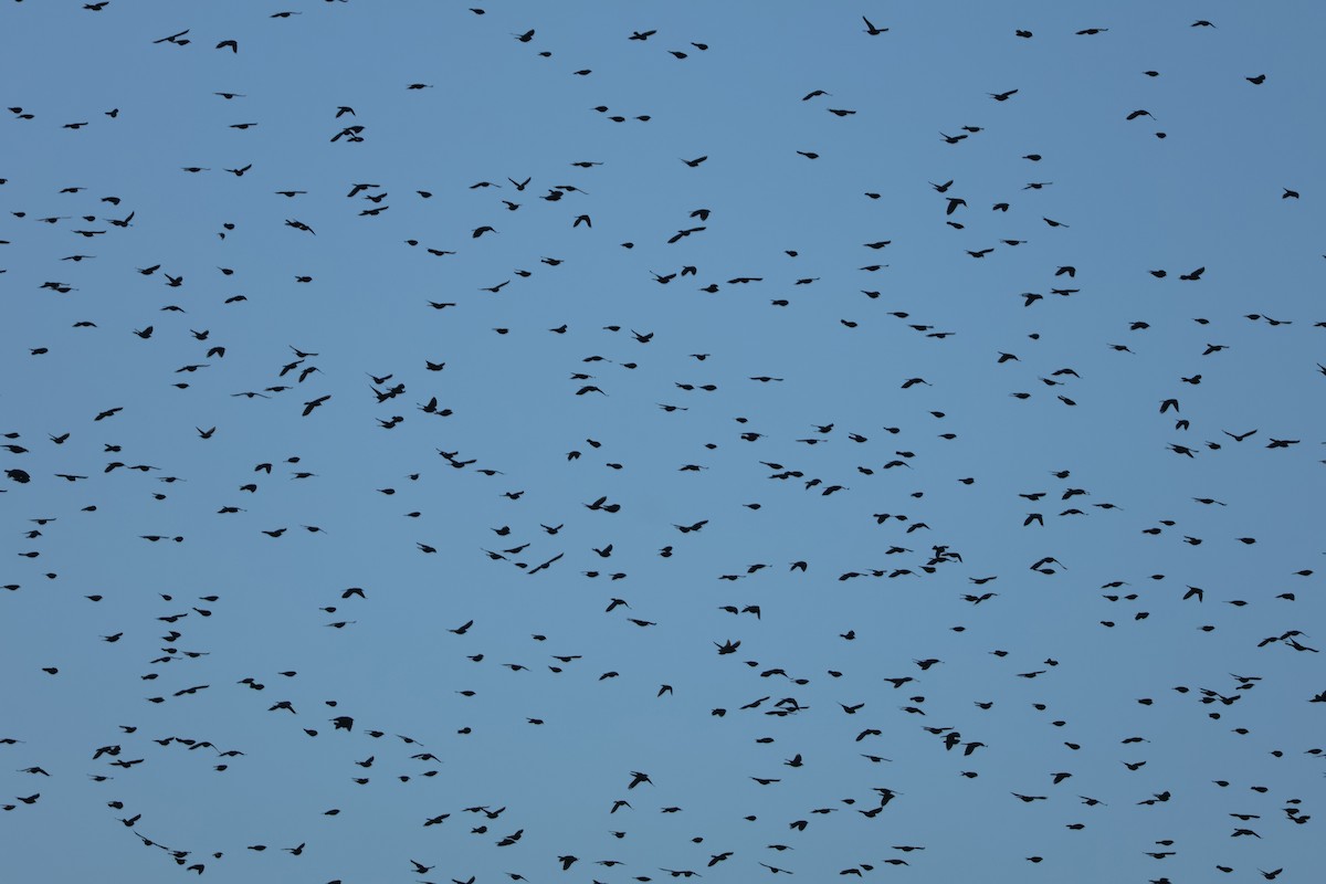 Common Grackle - ML645411092