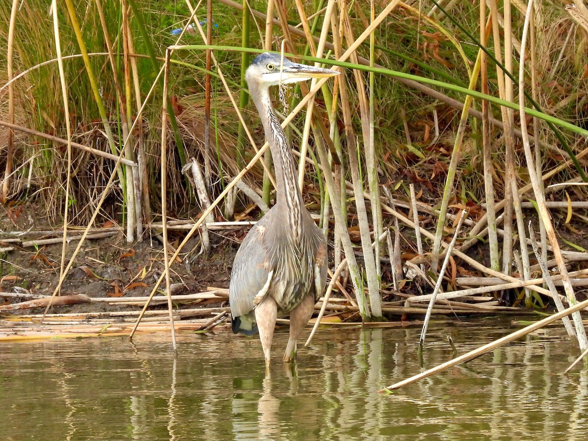 Great Blue Heron - ML645411103