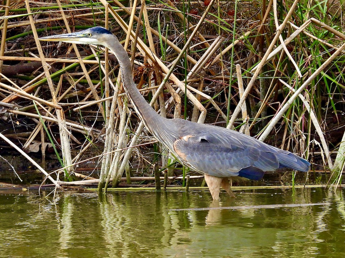 Great Blue Heron - ML645411104
