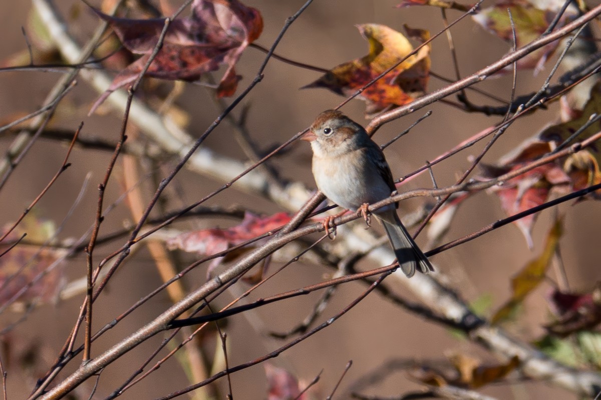 Field Sparrow - ML645411105