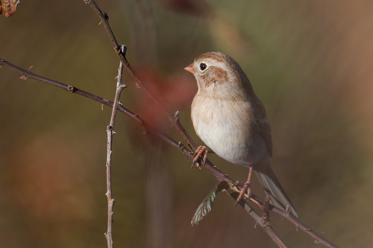 Field Sparrow - ML645411106