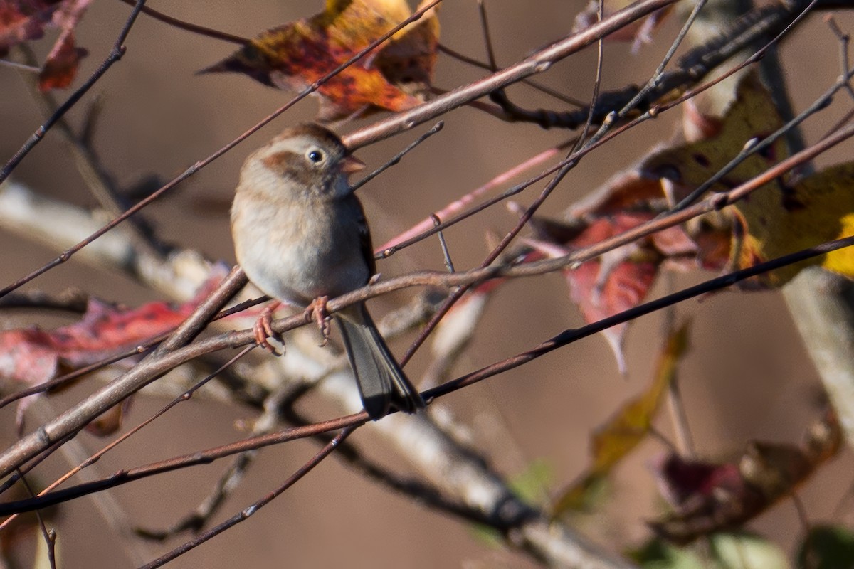Field Sparrow - ML645411107