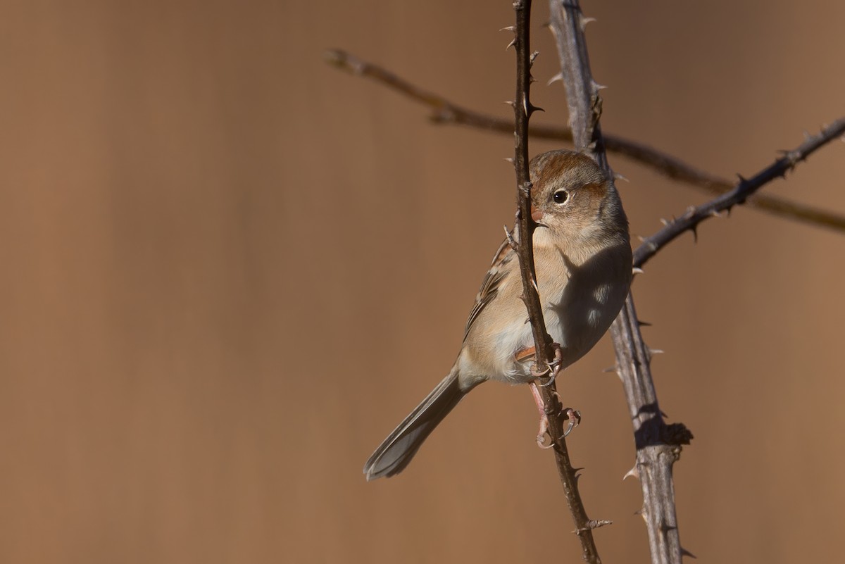 Field Sparrow - ML645411108