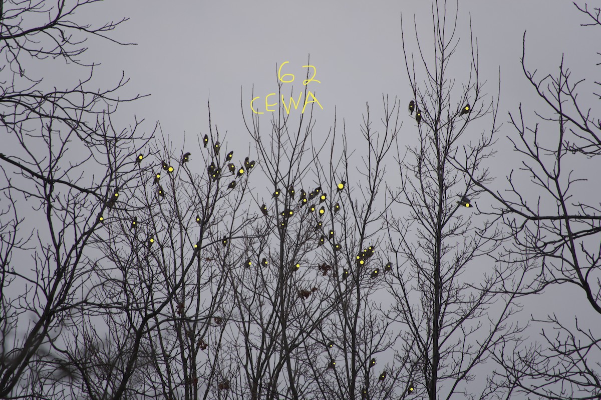 brkoslav americký - ML645411114