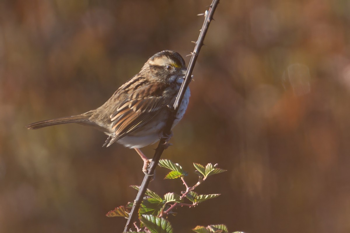 White-throated Sparrow - ML645411141