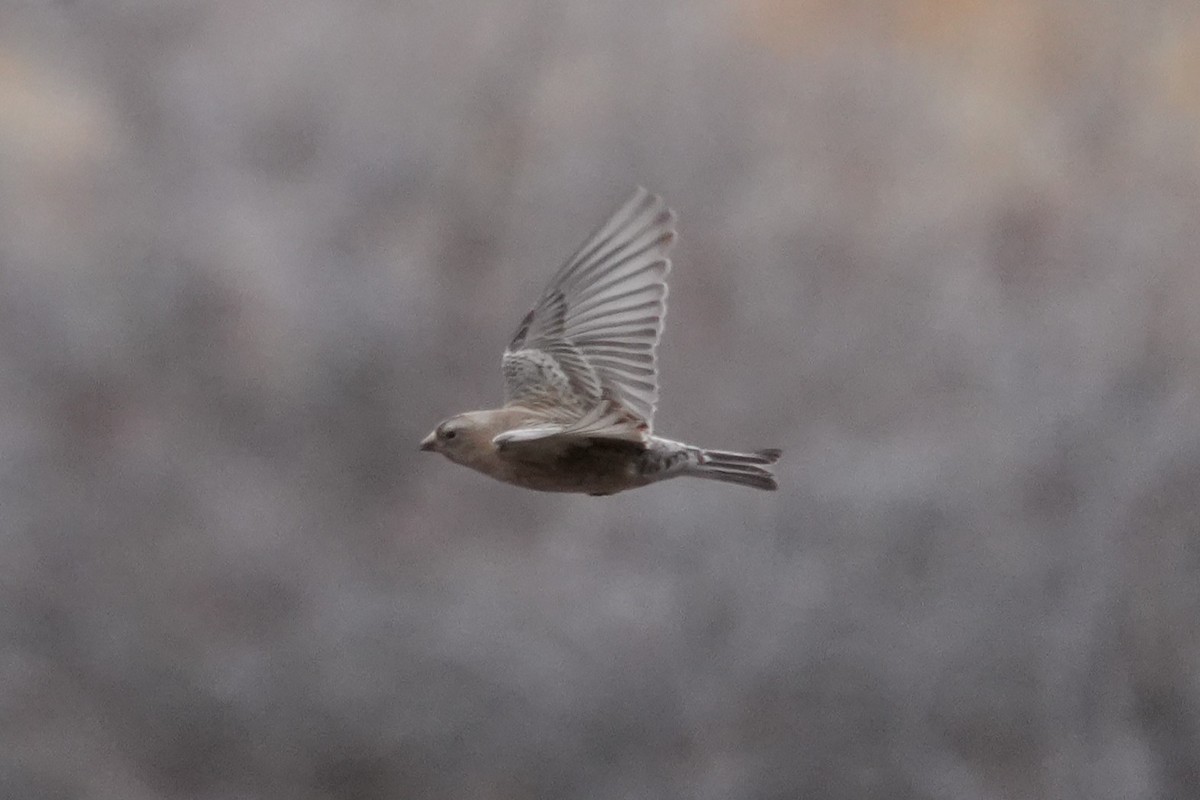 pěnkavice coloradská - ML645411148