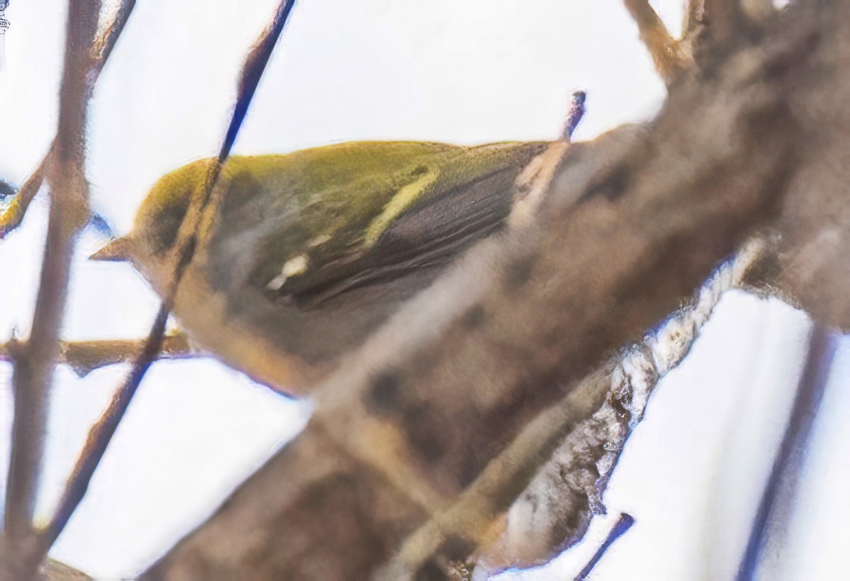 Chestnut-sided Warbler - ML645411158