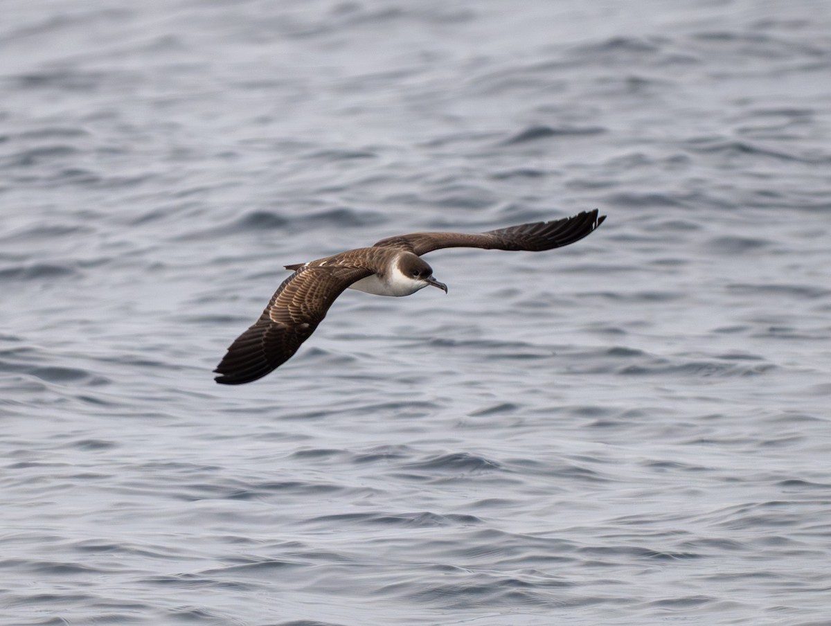 Great Shearwater - ML645411162