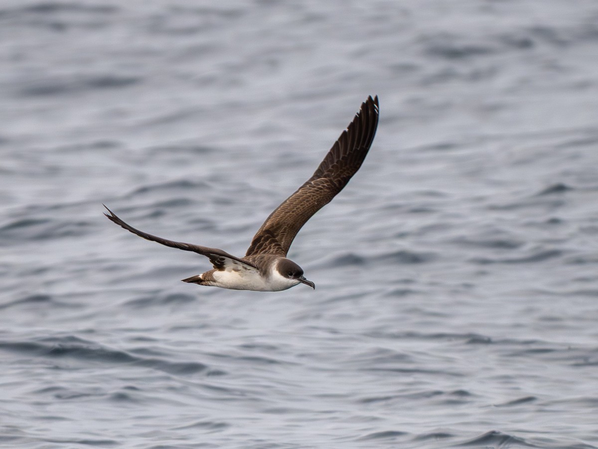 Great Shearwater - ML645411163