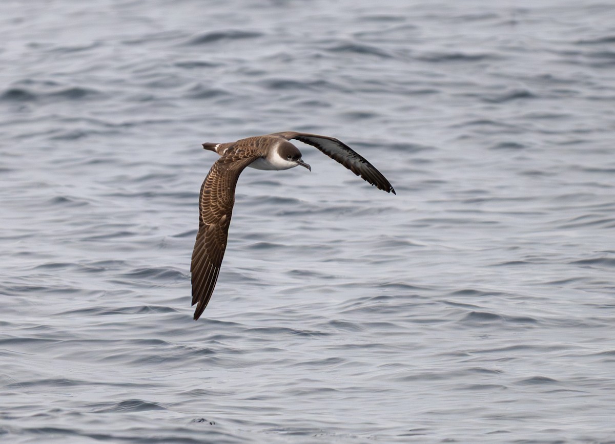 Great Shearwater - ML645411164
