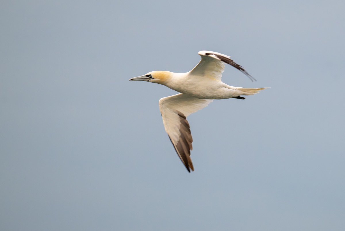 Northern Gannet - ML645411174