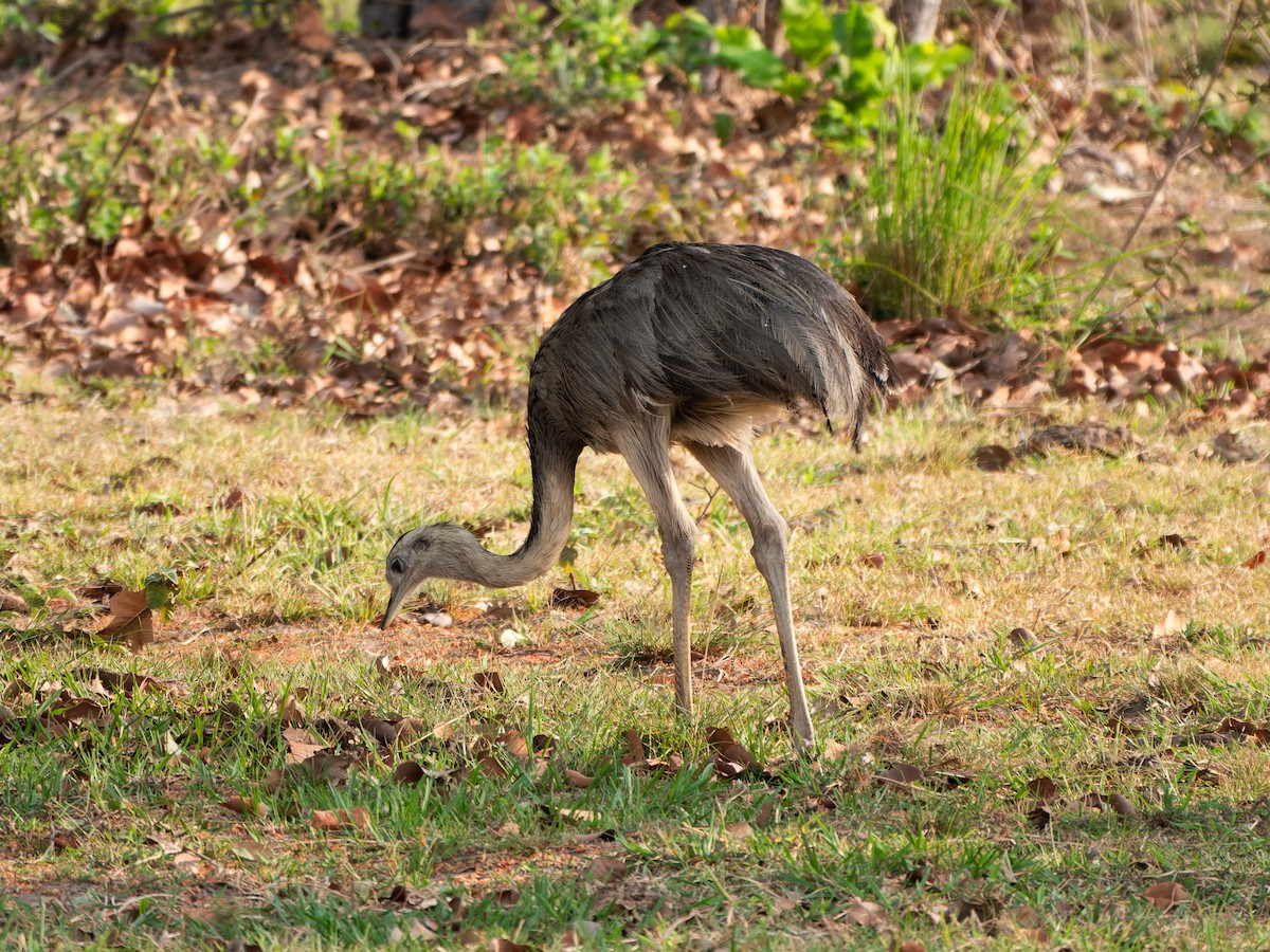 Greater Rhea - ML645411197