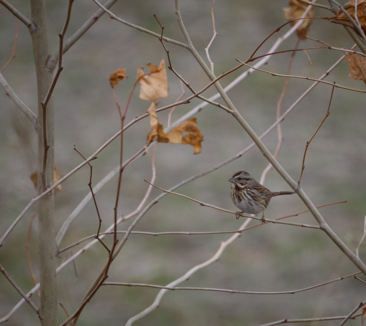 Song Sparrow - ML645411200