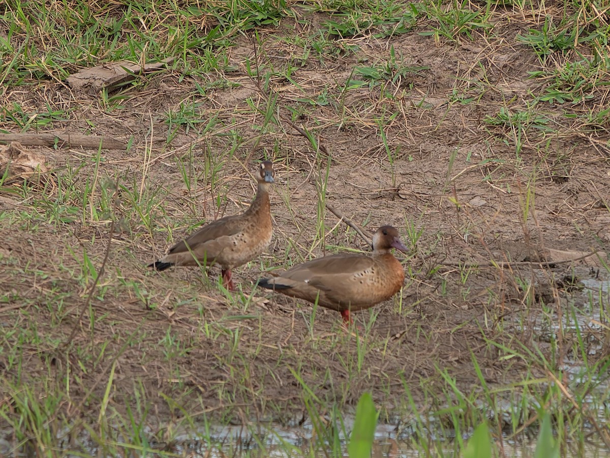 Brazilian Teal - ML645411202