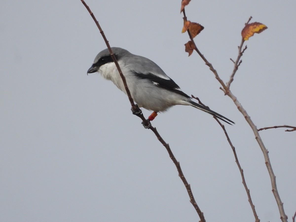 Loggerhead Shrike - ML645411205
