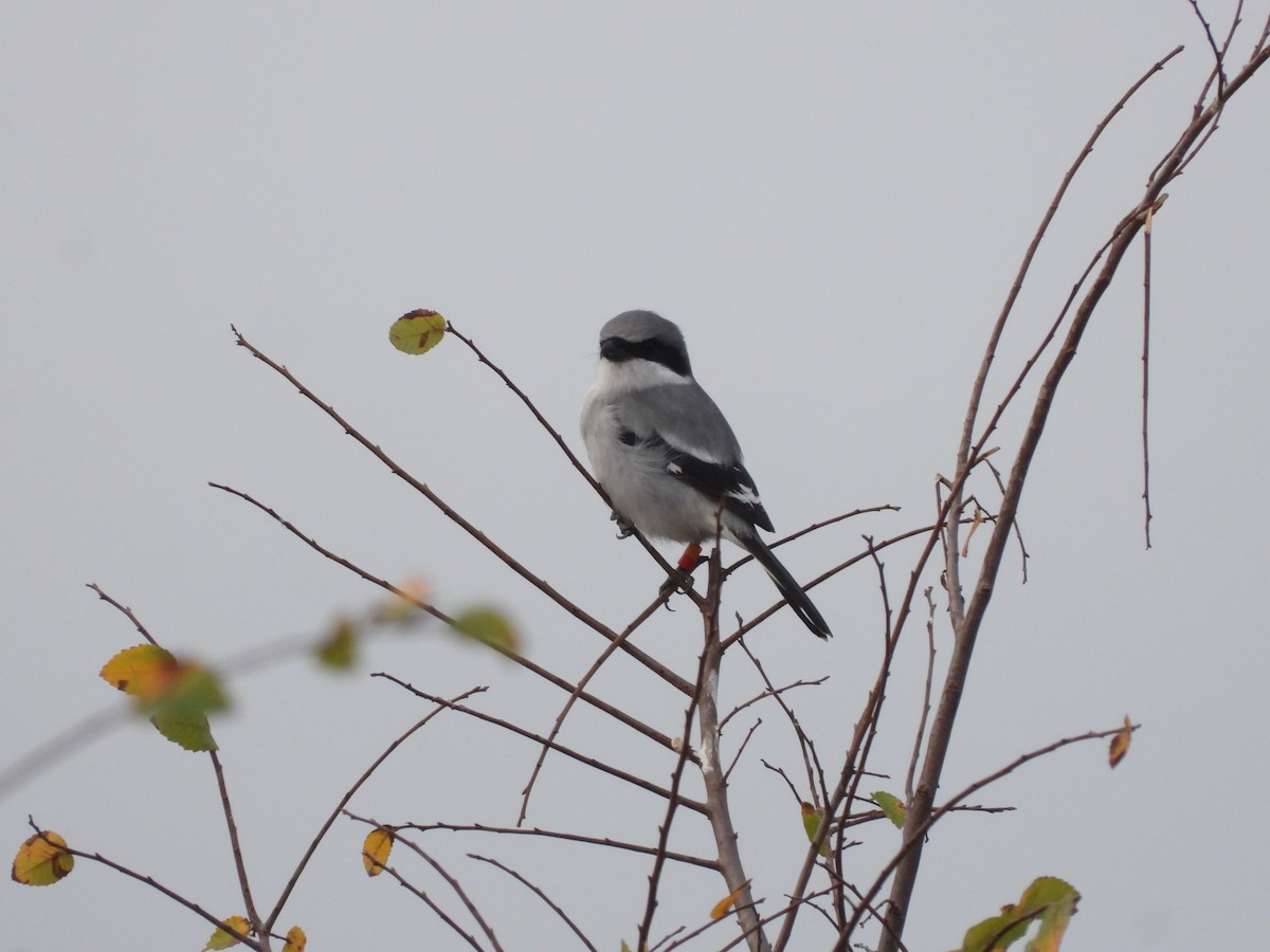 Loggerhead Shrike - ML645411206